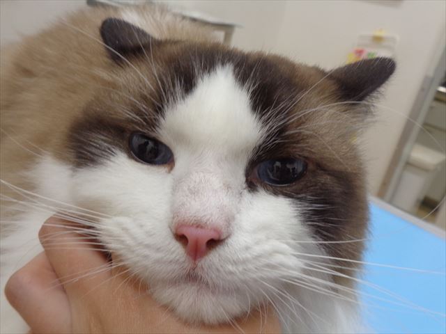 しふぉんちゃん