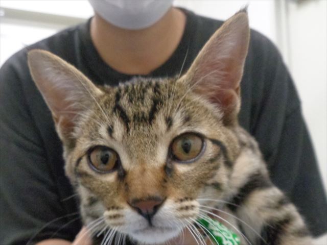 カンパチちゃん