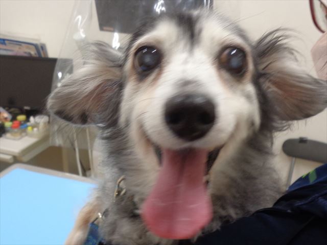 クッキーちゃん