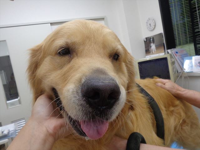 ハッピーちゃん