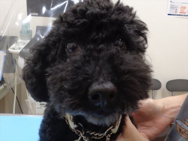 ロッティちゃん