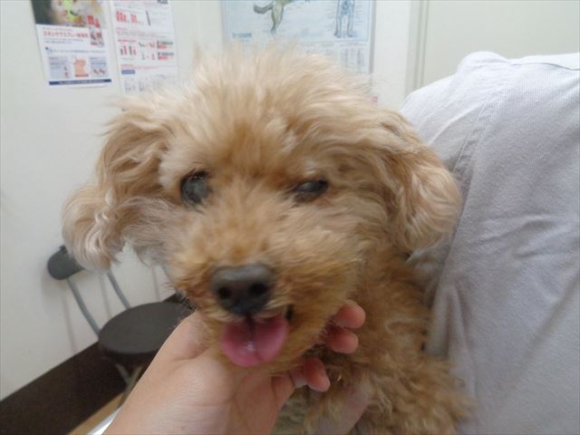 ひまわりちゃん