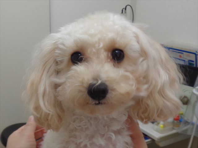 シィーナちゃん