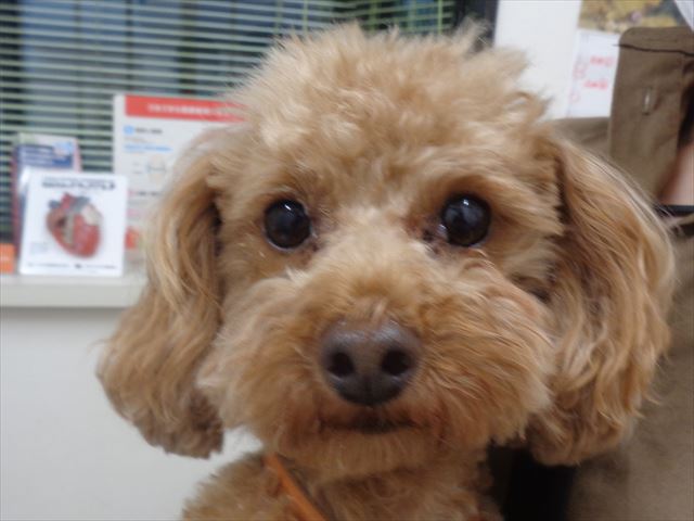 ロジャーちゃん