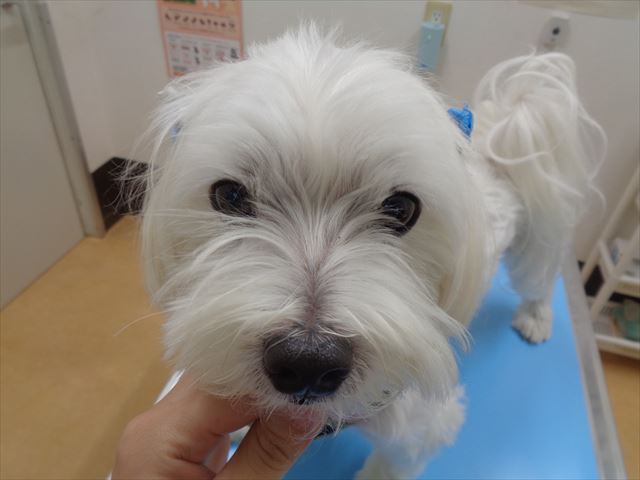 まんじゅうちゃん