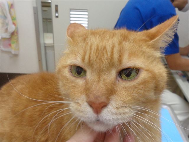 チャチャちゃん