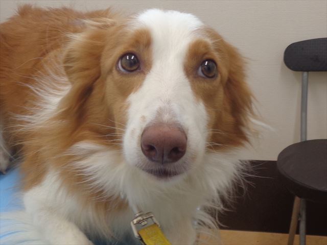 スカラーちゃん