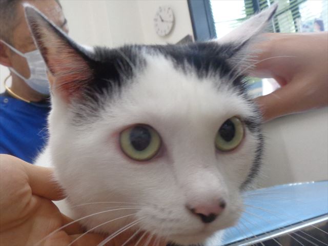 ニータンちゃん