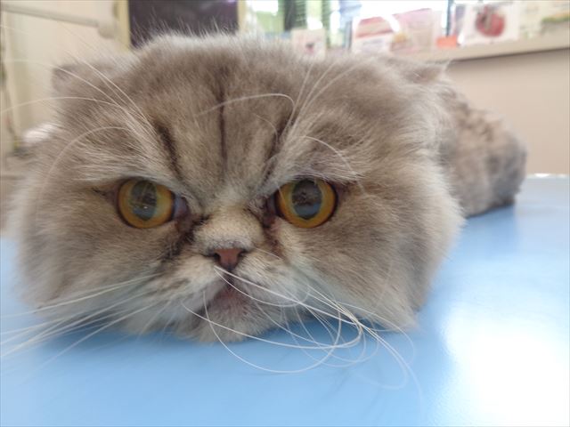 ひまわりちゃん