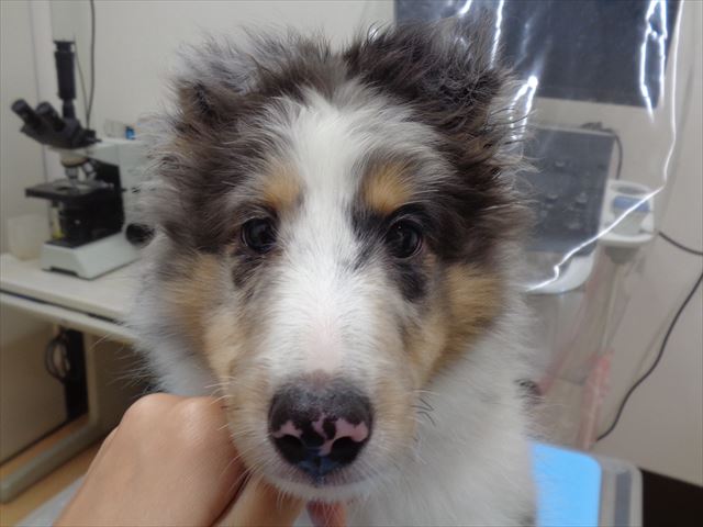 シルフィちゃん