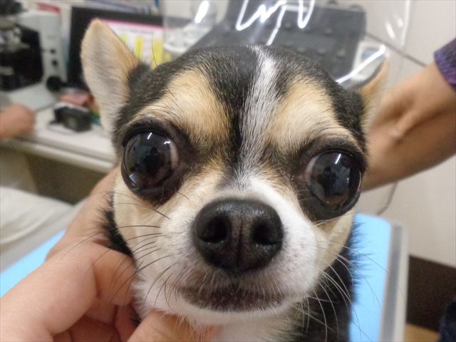 こたろうちゃん