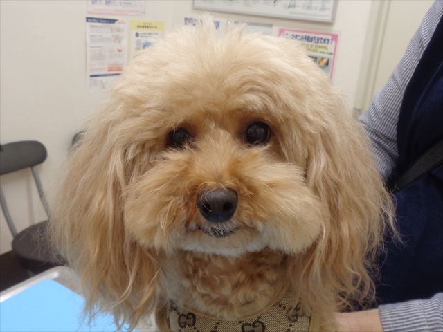 しょこらちゃん