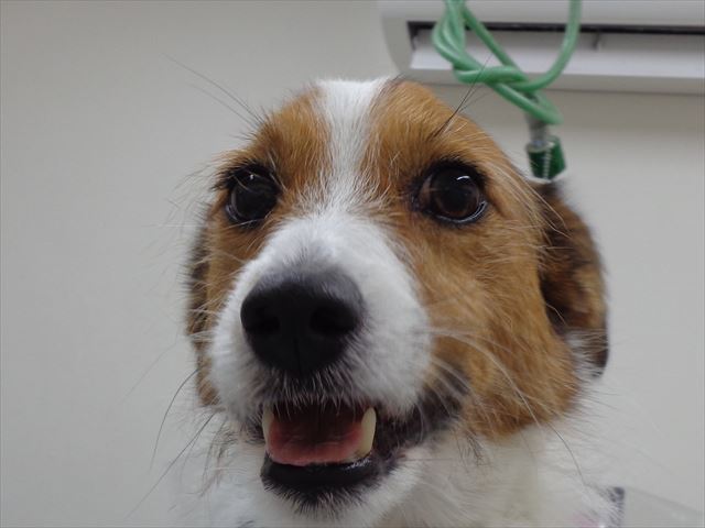 クッキーちゃん