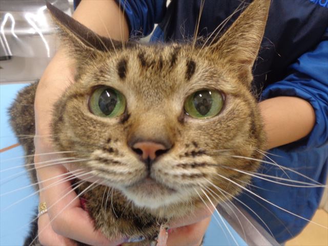 ミーシャちゃん