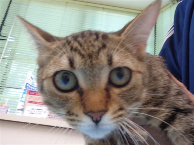 ギャングちゃん