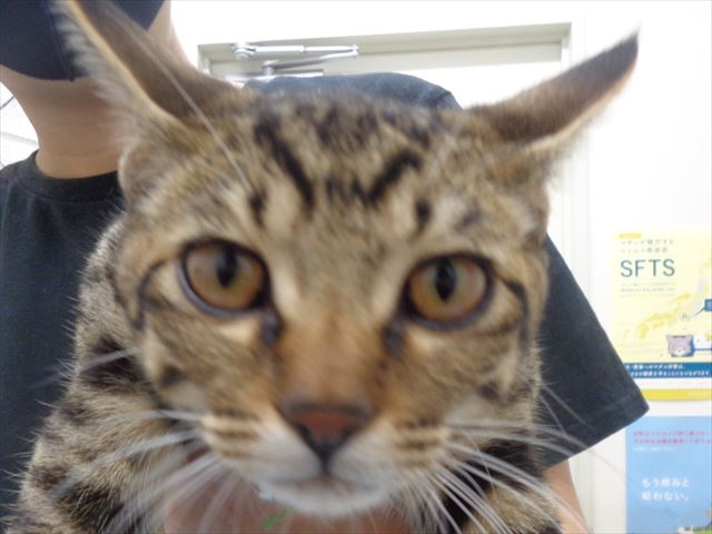 カンパチちゃん