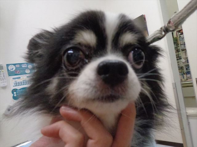 ラッキーちゃん