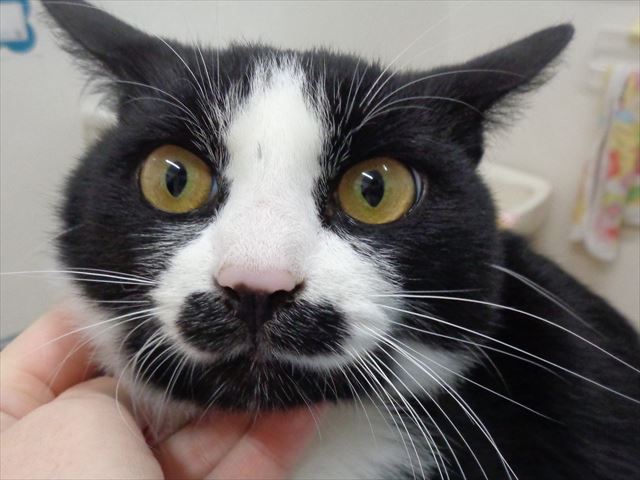 くろまるちゃん