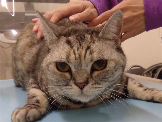 ジェリーちゃん