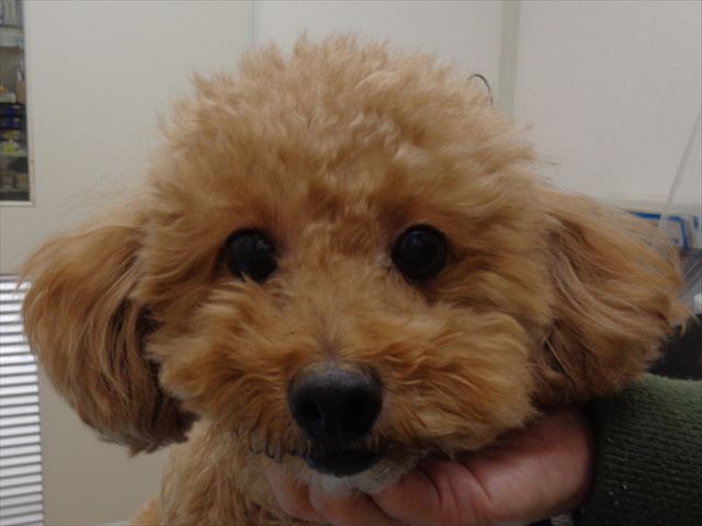 コジロウちゃん