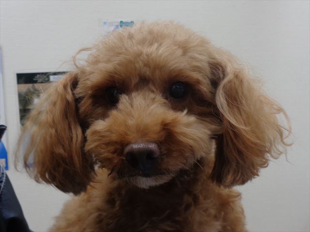 ひまわりちゃん