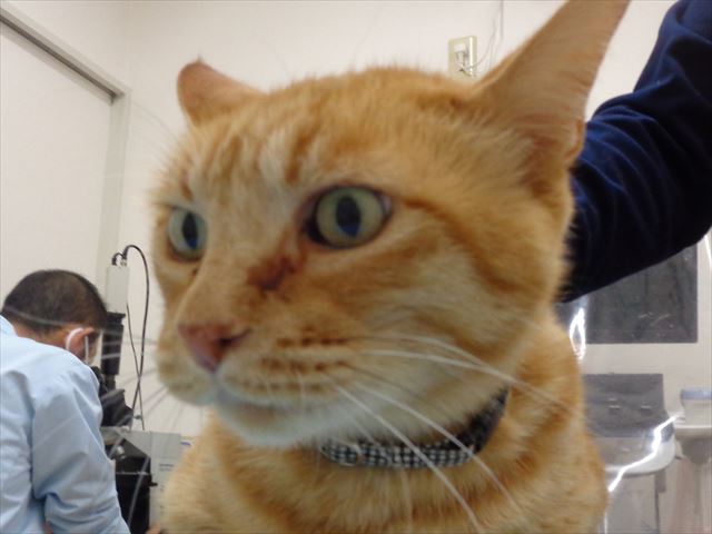 みーすけちゃん