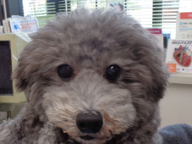 クレモンちゃん