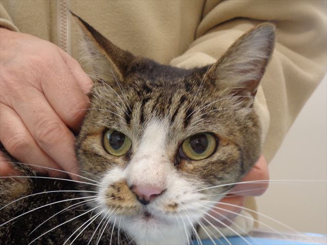 ピコキチちゃん