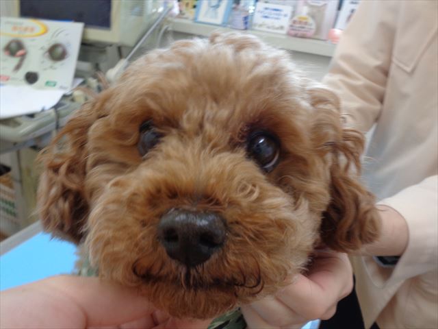 もも次郎ちゃん