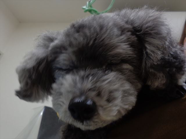 ジューシィーちゃん