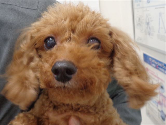 チャルキートちゃん