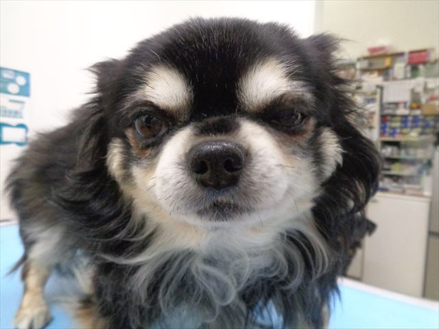 ヒューゴちゃん