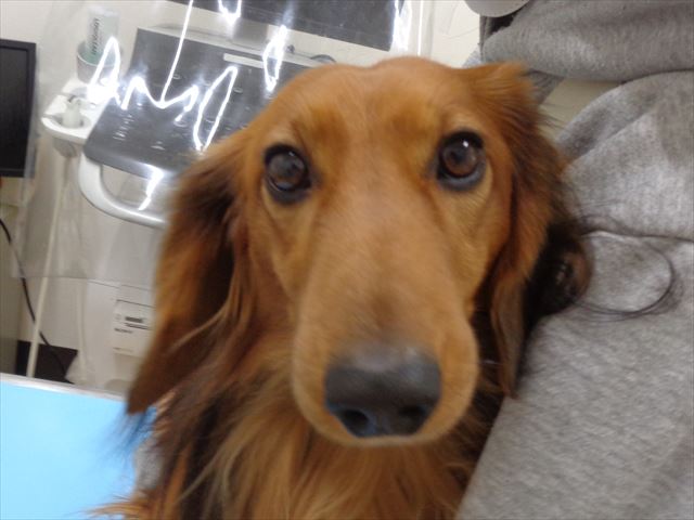 ポチャまるちゃん