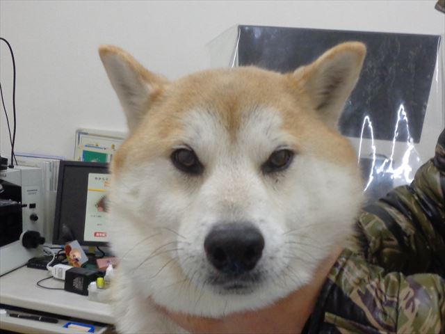 オルフェーちゃん