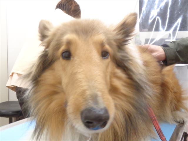 クランベリーちゃん