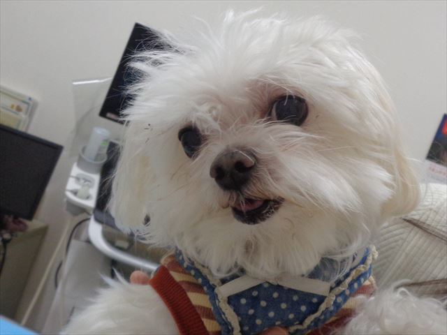 ミルティーちゃん