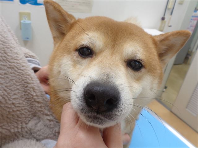 そらまめちゃん