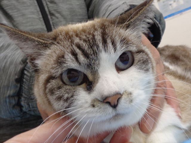 にぃにぃちゃん