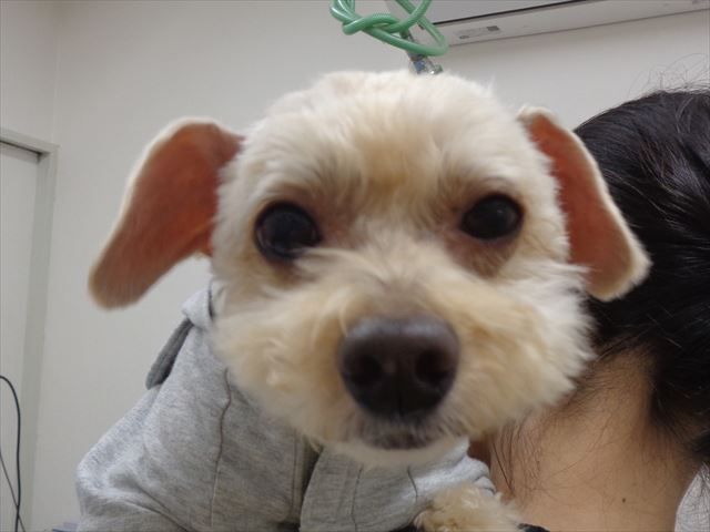 コタロウちゃん