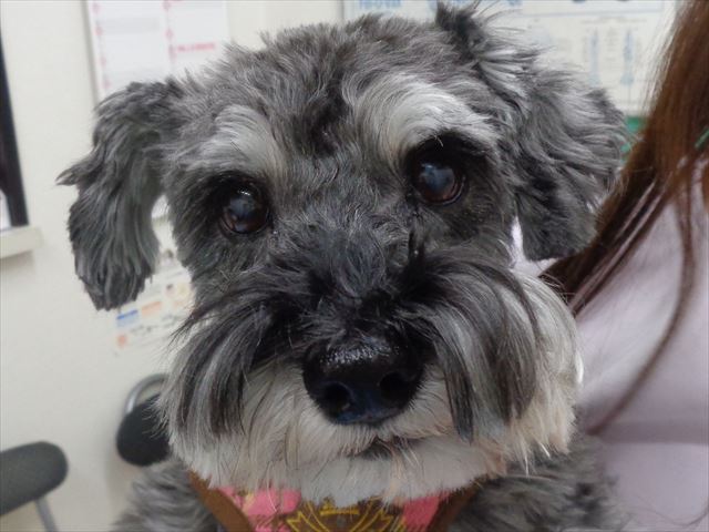 セリーナちゃん