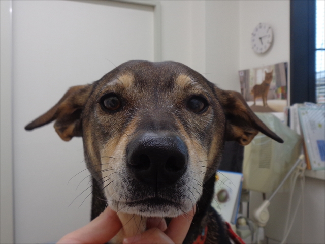 ハルベリーちゃん