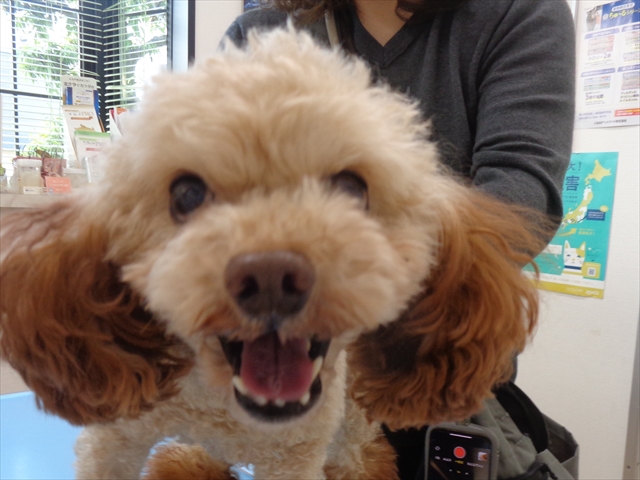 ビックルちゃん