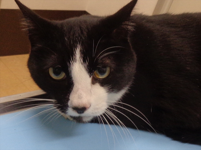 くろみつちゃん