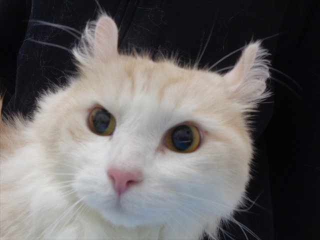 ロッティちゃん