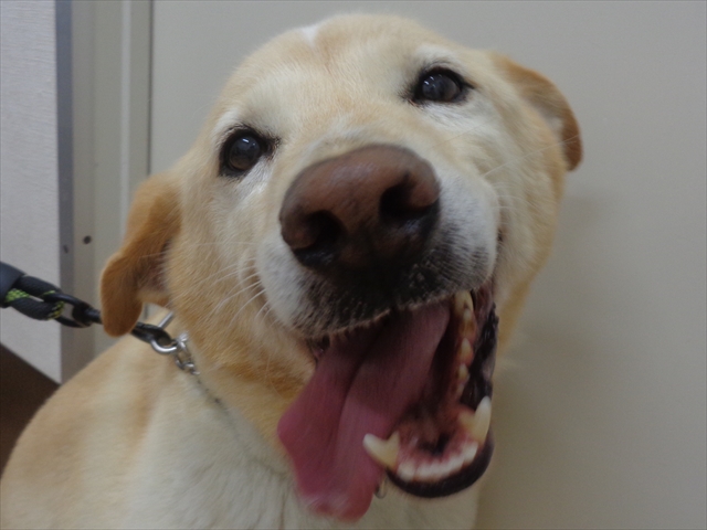 ラッキーちゃん