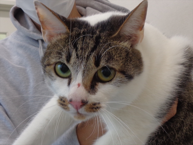 ほしまるちゃん