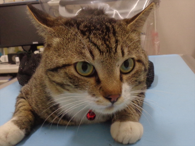 サブロウちゃん