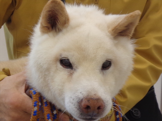 タイガーちゃん