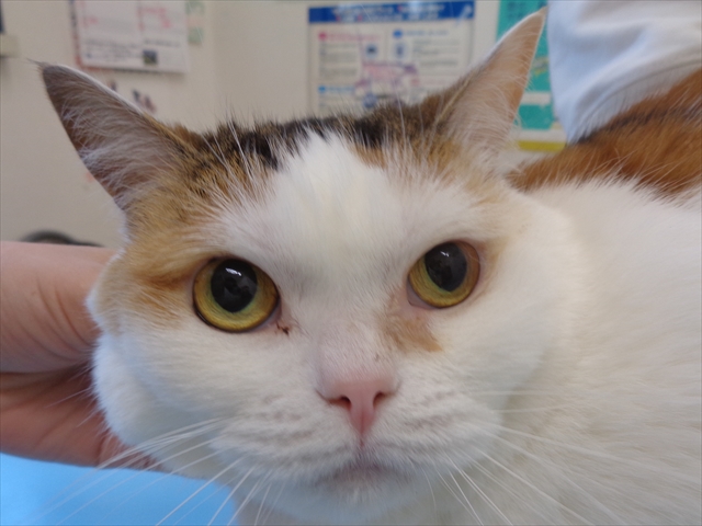 すずしろちゃん