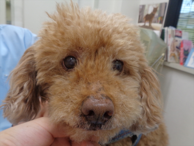 ジャックちゃん